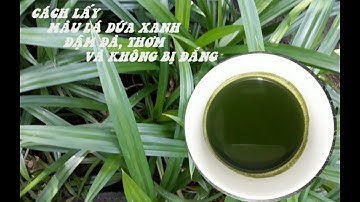 Cách lấy màu lá dứa xanh đậm đà, thơm và không bị đắng/How to make pandan essential oil