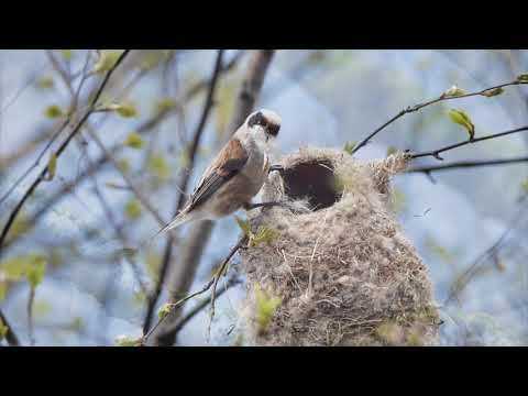 Video: Ar paukščiai žiemą naudoja paukščių namelius?