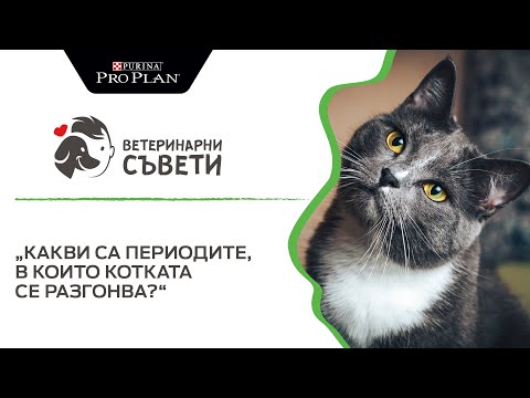 Видео: Мускусни ли са женските котки?