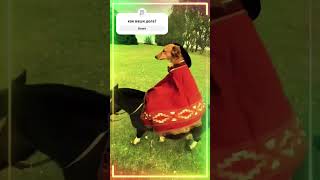 Pedro собака #shortvideo #tiktok #short