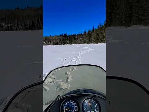 WOLVES WERE EVERYWHERE