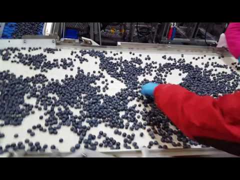 Video: Kewangan Blueberry