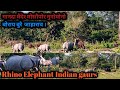 Rhino Elephant Indian Gaurs Buraburi Came