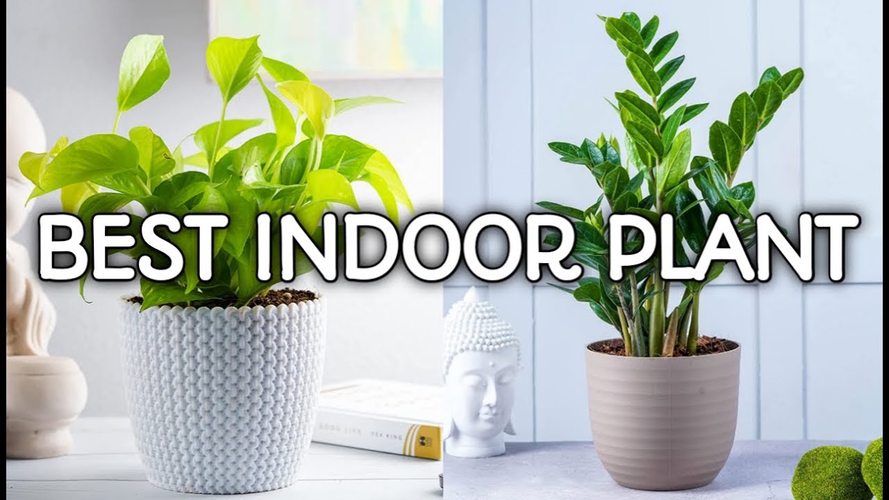 🟢BEST INDOOR PLANT indoor plants with name🌱 plantdotinfo27 YouTube