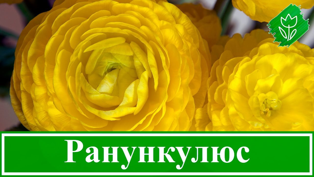 Цветок ранункулюс – уход и посадка; выращивание ранункулюс в домашних условиях