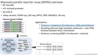 MCB 182 Lecture 8.6 - Massively parallel reporter assays (MPRA)
