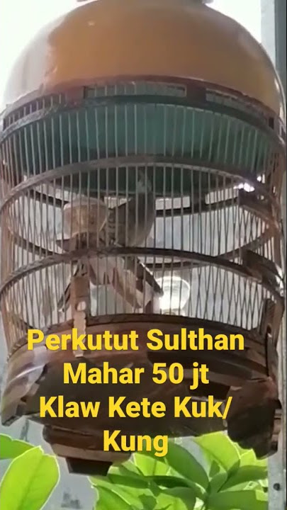 Perkutut Lokal Seni Irama #klaw Kete Kuk/kung #Wa 08985458933