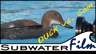 DUCK vs SHIP - the RC Duck Boat