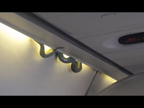Snake on a Plane Causes Emergency Landing