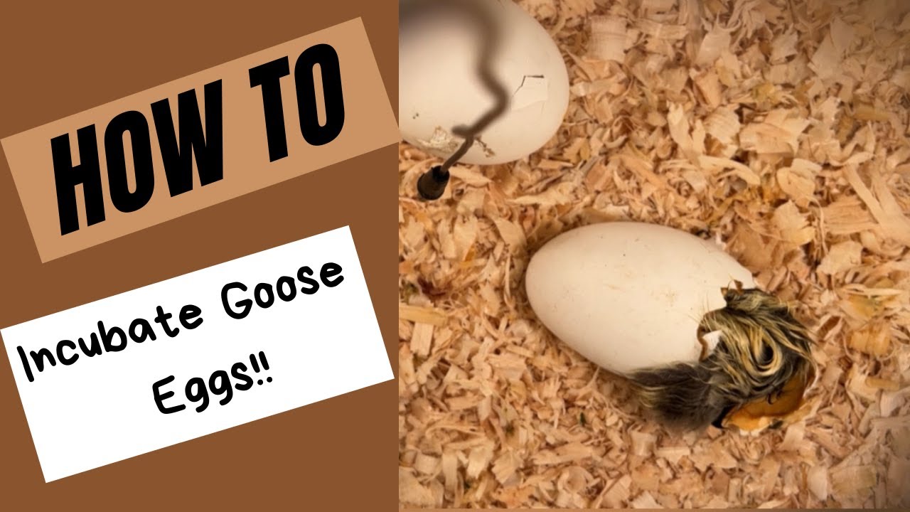 HOW INCUBATE GOOSE EGGS YouTube