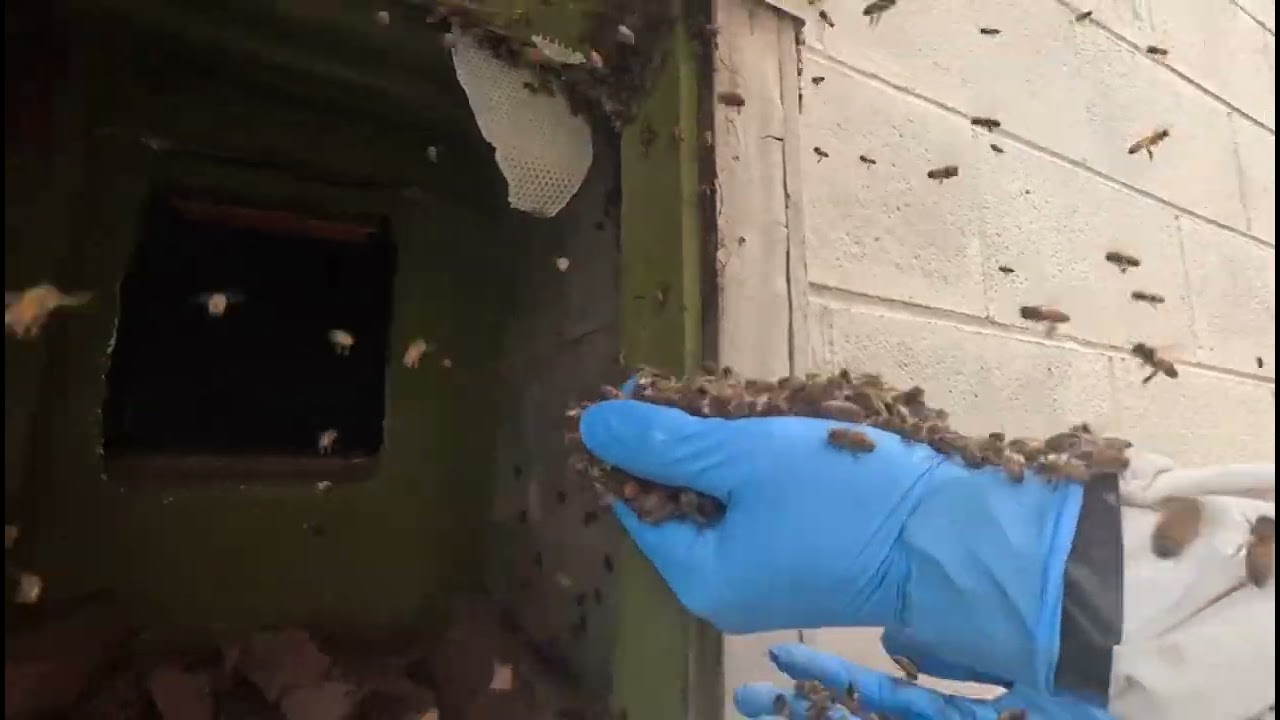 San Diego beekeepers rescue bees from wood cab-bee-net