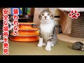 子猫が消えた。子猫が見つけた秘密の場所【瀬戸のりる＆ねる日記】