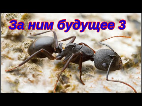 Видео: The Ants. Кампонотус Уганда