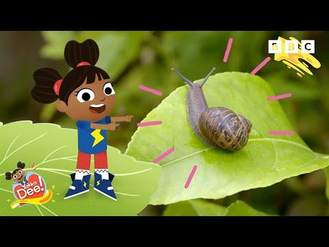 Video: Beneficial Garden Bugs - Privlačenje gusarskih buba u vrt