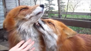 Red Foxes Grooming Each Other