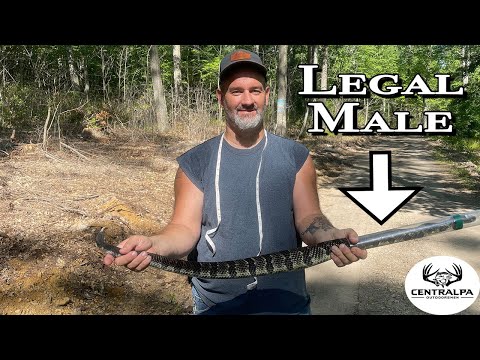 Catching and TAGGING a Legal Rattlesnake | PA Venomous Snake Season