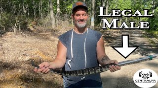 Catching and TAGGING a Legal Rattlesnake | PA Venomous Snake Season