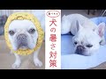 熱中症にさせない！鼻ぺちゃ犬の夏の暑さ対策10選