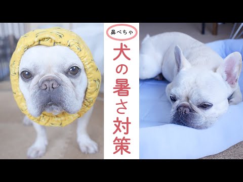 短頭種の夏の暑さ対策、5つの鉄則とは？