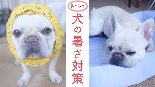 熱中症にさせない！鼻ぺちゃ犬の夏の暑さ対策10選