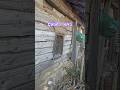 Köy çandı evi #köy #village #2025 #travel