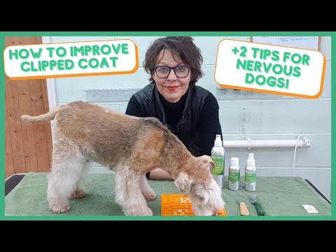 HOW TO IMPROVE CLIPPED COAT + 2 TIPS FOR NERVOUS DOGS