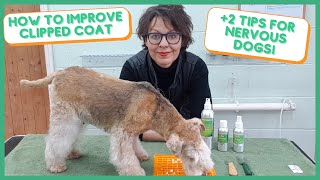 HOW TO IMPROVE CLIPPED COAT + 2 TIPS FOR NERVOUS DOGS by Jitka Krizo Averis 1,223 views 2 years ago 11 minutes, 1 second