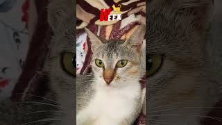 Amazing Cat Performs Magic Trick! #Cats #Tricks#Cats #Tricks #PetTricksDay #CatTricks #AnimalTricks