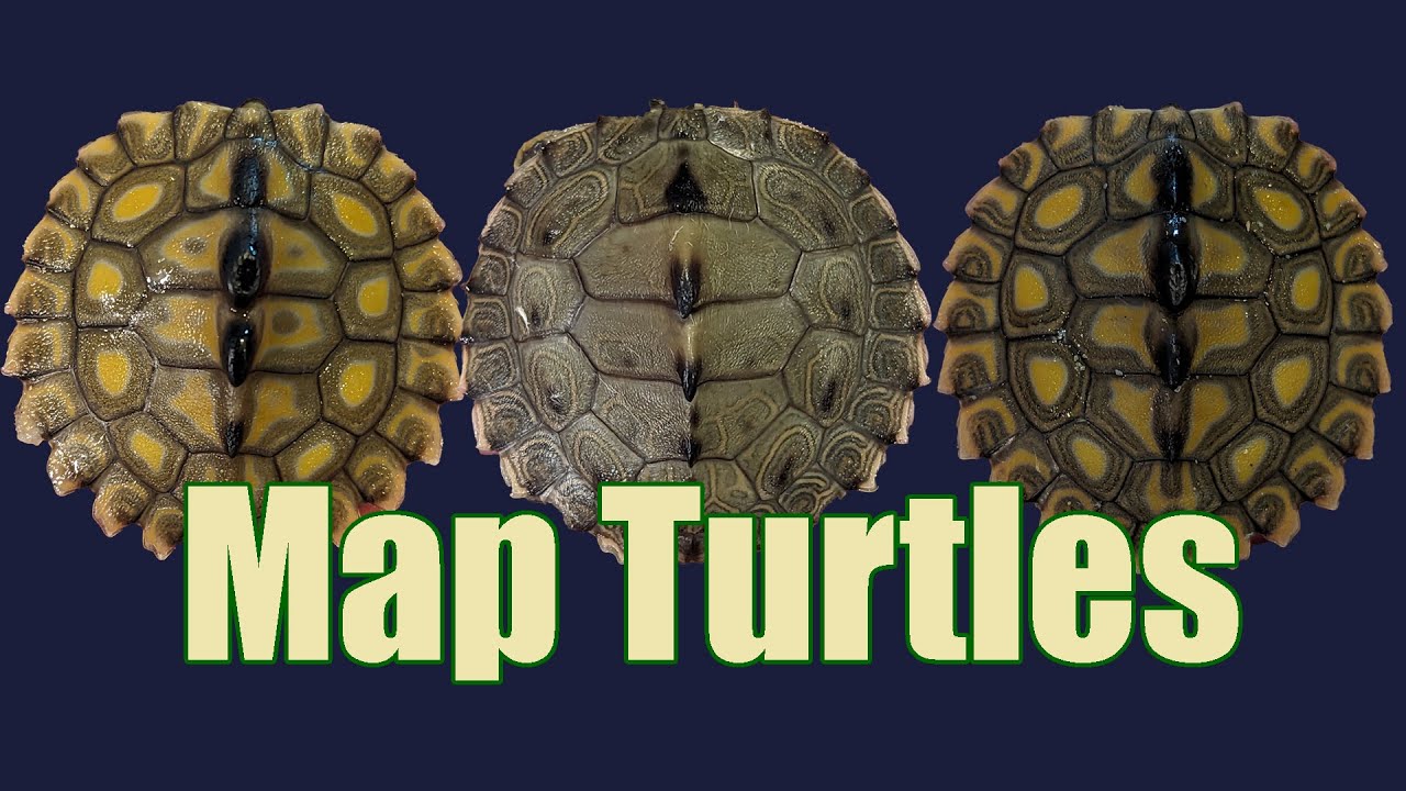 Everything You Need to Know about Map Turtles with Steve Enders! - YouTube