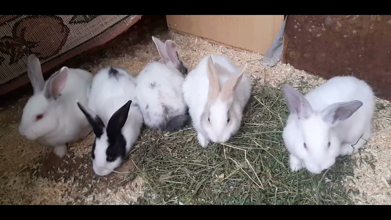 الإجابة عن أربعة أسئلة مهمة جدا!!! عن تربية الأرانب للمبتدئين 🐇⚠️