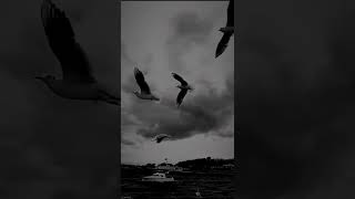 Tiktok Video Arka Plan