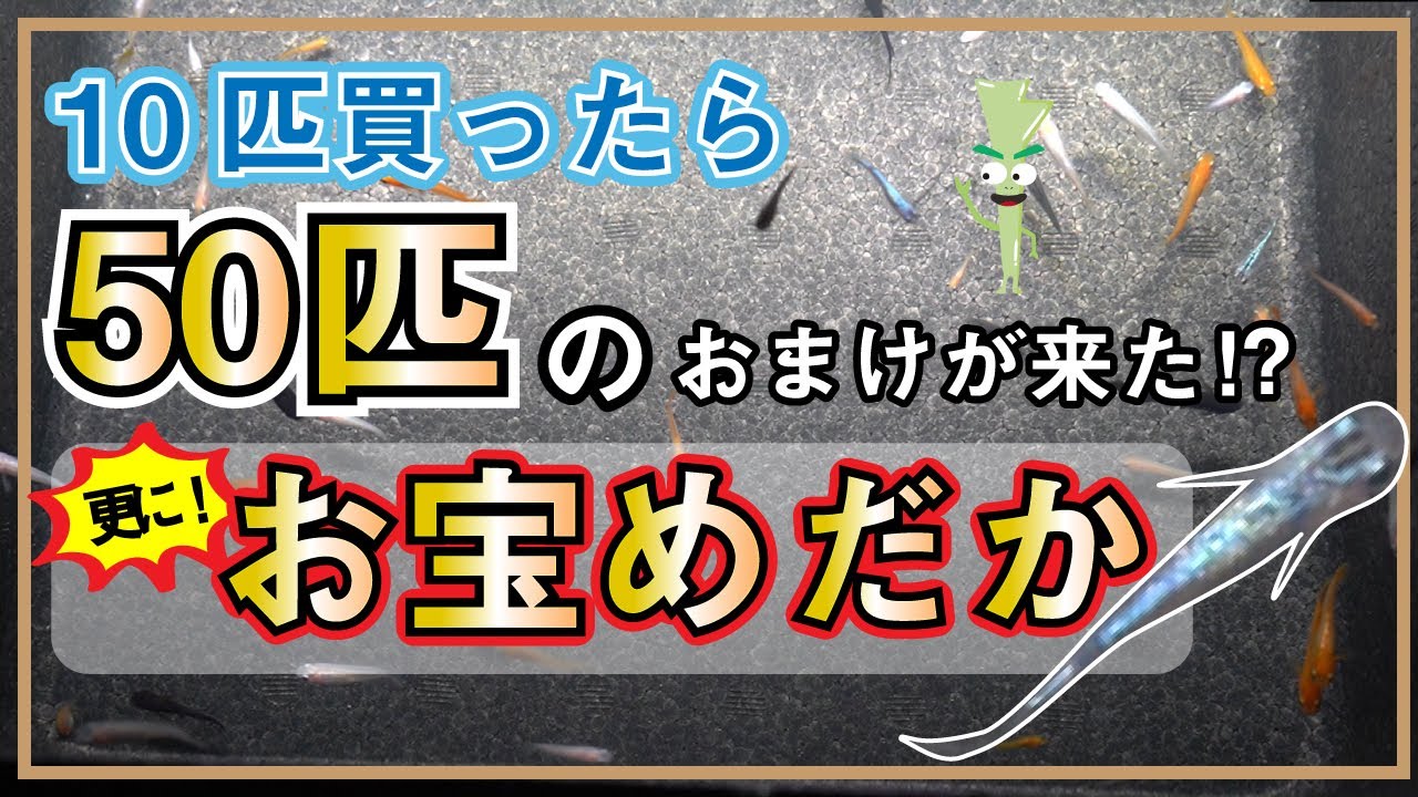 10匹のメダカを購入したら50匹のおまけがついてきました！更に、その中