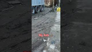 Big rats