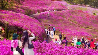 GUNPO Azalea Festival 2024, Beautiful Hot Spot Nearby SEOUL, Gyeonggido Travel,Seoul Travel Walker