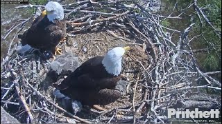 SWFL Eagles ~ Harriet Brings A Cat To Nest! Not A Stuffy! Warning Viewer Discretion Advised 2.15.21