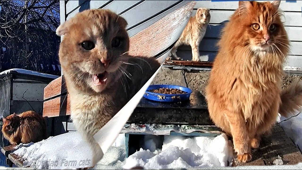 Алла Лебедева Кошляндия Свежие Фото