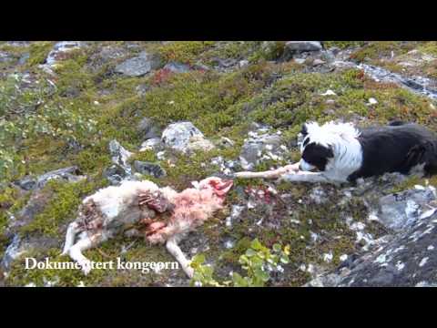 Video: Hvordan Kjøpe En Geit