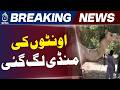 Sukkur Camel Market 2026 | Lack of Facilities at Highway Side Cattle Market - Aaj Pakistan News