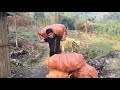 Harvesting cassava roots and fertilizing corn plants ly van built a life