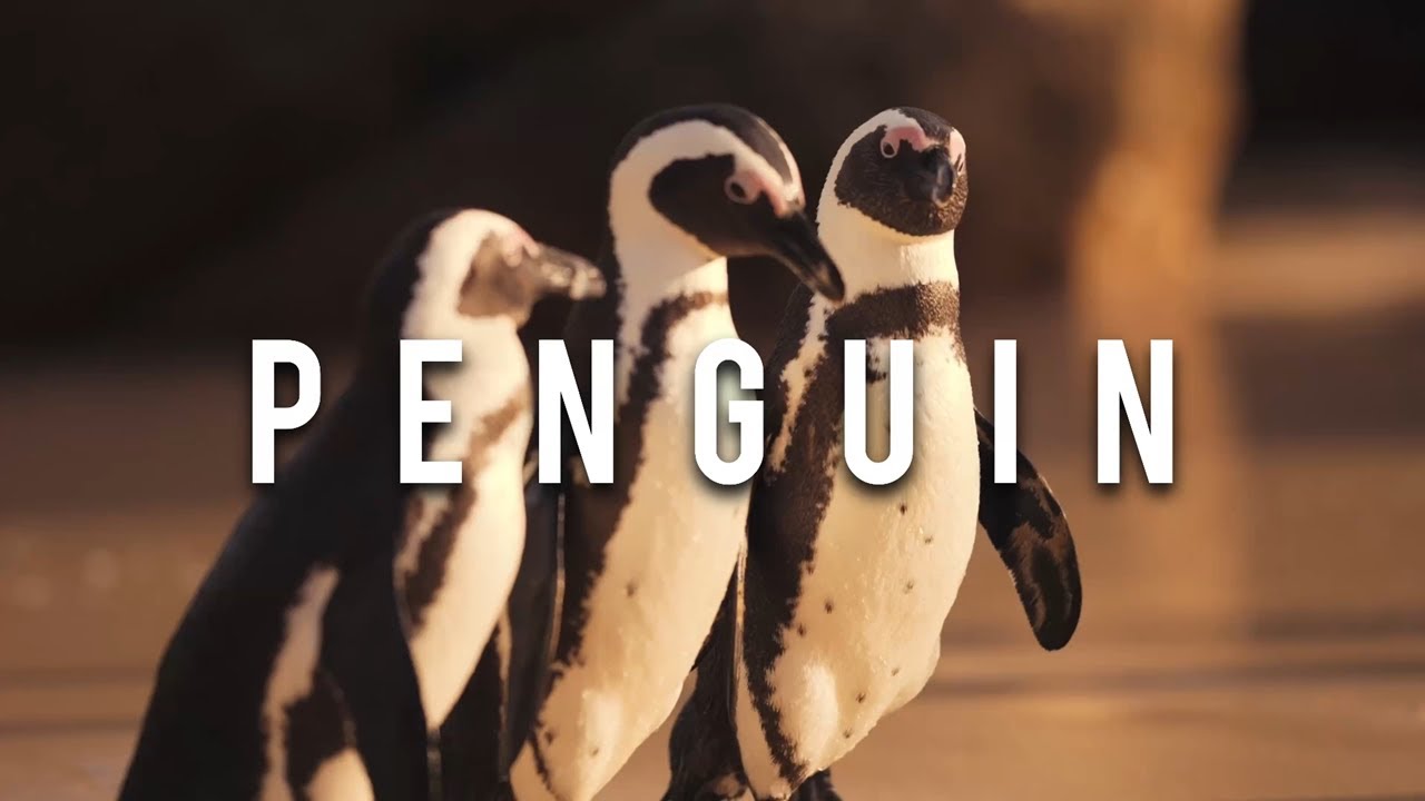 Penguin & penguin sounds & What sounds does a penguin make YouTube