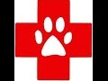 Dog and Cat CPR: What To Do At Home