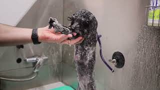 Professional Toy Bernedoodle Grooming by Jack Armour 284 views 10 months ago 3 minutes, 36 seconds