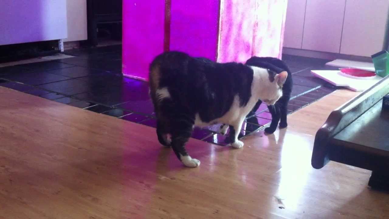 Blindy the blind cat. 
