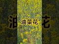 广州隆平院士港的油菜花田 #广州 #隆平院士港 #油菜花 #油菜花田
