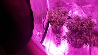 Pink Napali and Venom OG  LED grow 3100 watts