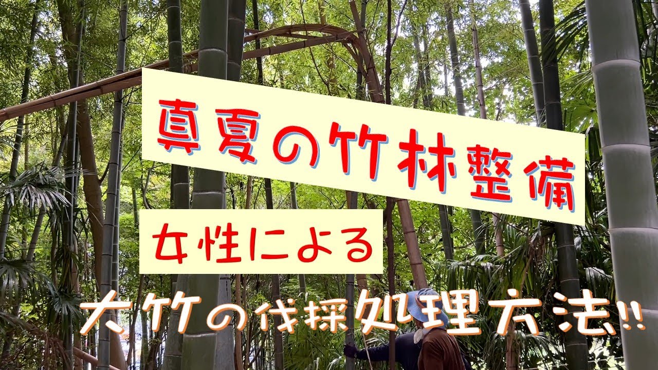 2024真夏の竹林整備！女性が！大竹の伐採と処理方法！ - YouTube