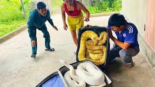 Famous Terrifying: Brave group of hunters confront giant python to rescue girl Wealth