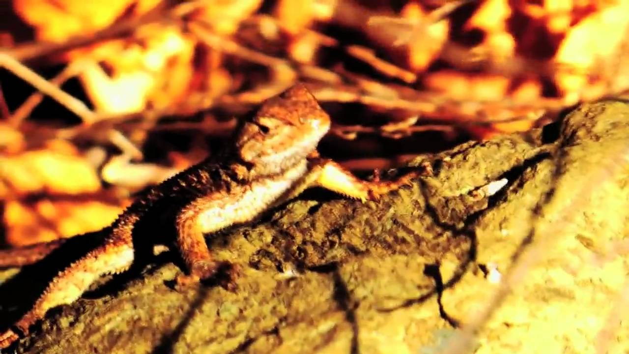 Highest Bid Intro Sequence @RawliCreative