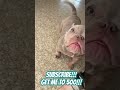 Oko the nano exotic bully female puppy