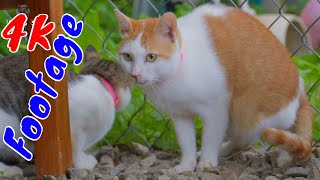 4K Quality Animal Footage - Cats and Kittens Beautiful Scenes Episode 9 | Viral Cat